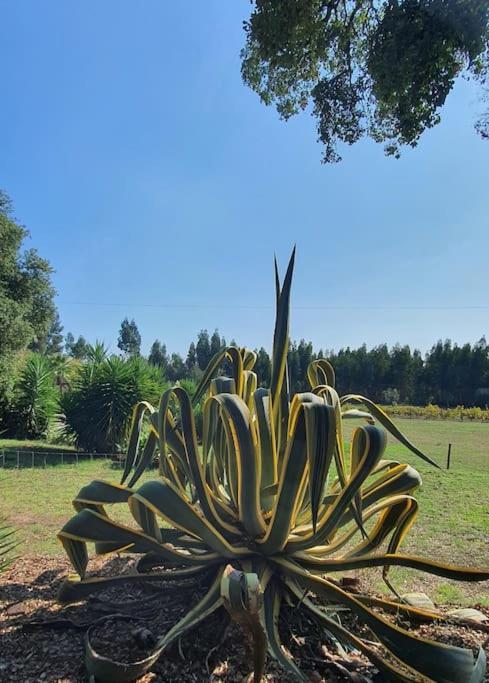 Quinta Flores Ferreira do Zezere Luaran gambar