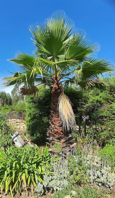 Quinta Flores Ferreira do Zezere Luaran gambar